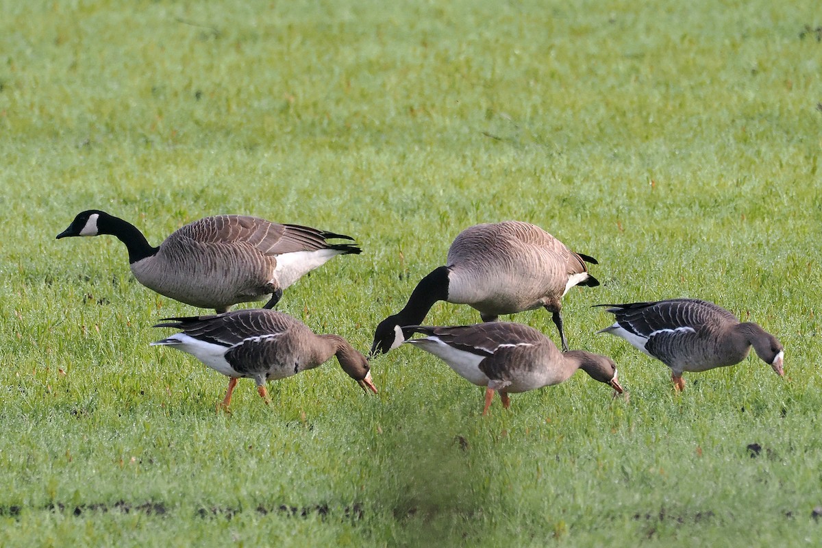 Greater White-fronted Goose - ML614790022