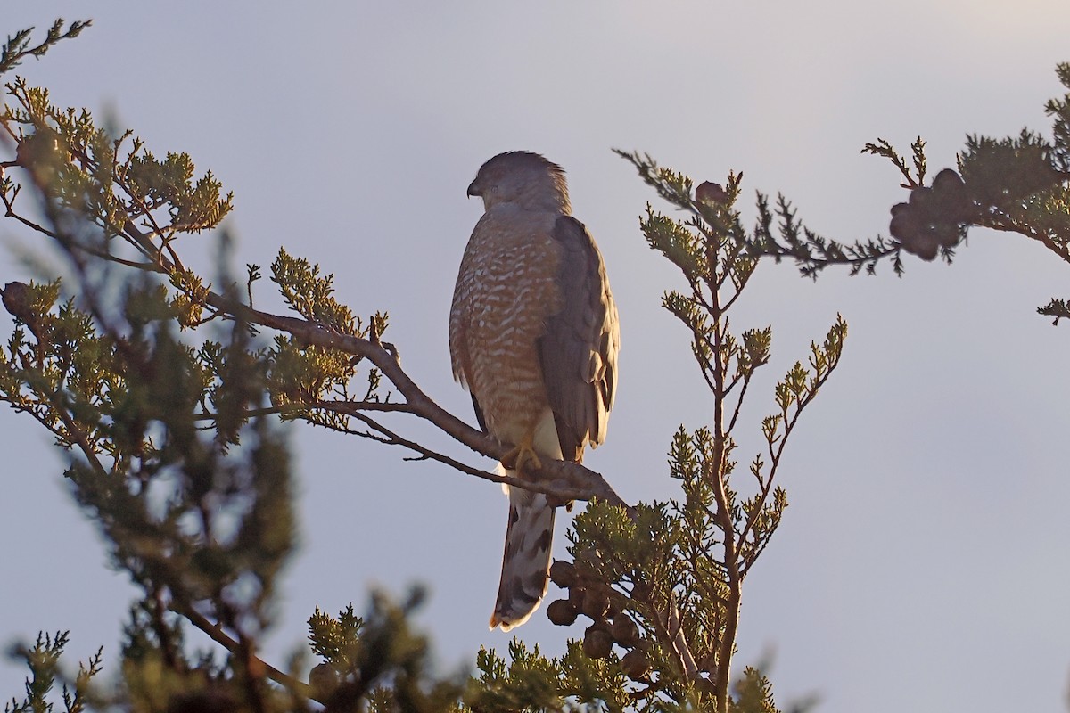 Cooper's Hawk - ML614790040