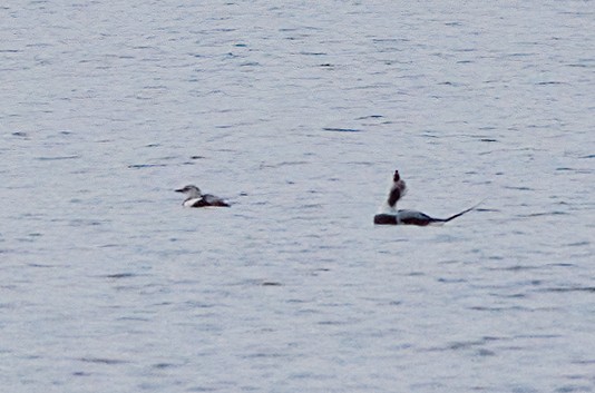 Black Guillemot - ML614790050