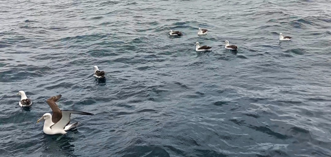 White-capped Albatross - John O'Shea