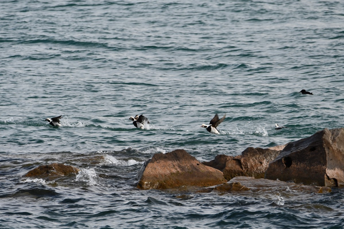Long-tailed Duck - ML614790067