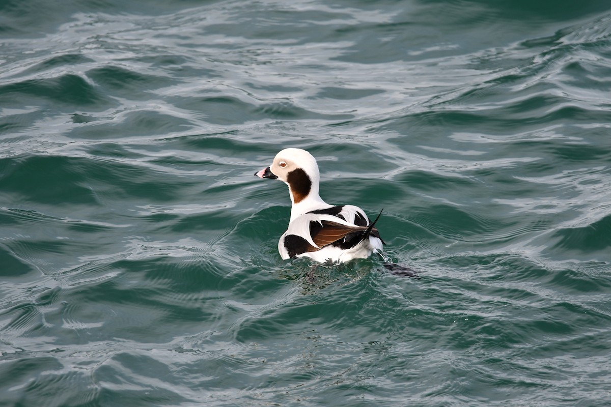 Long-tailed Duck - ML614790072