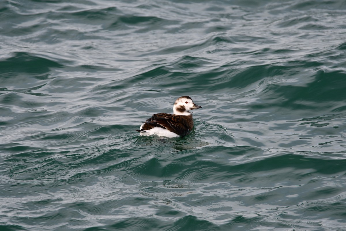 Long-tailed Duck - ML614790084