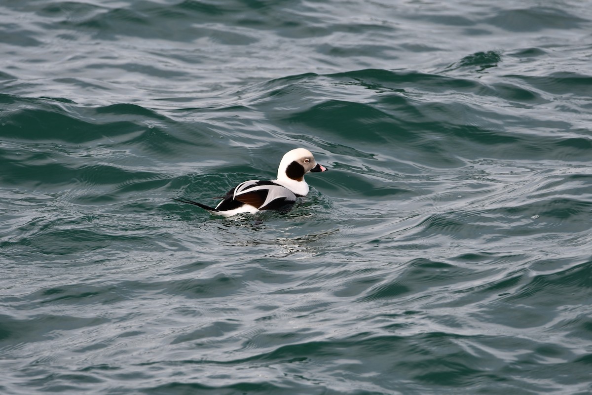 Long-tailed Duck - ML614790085