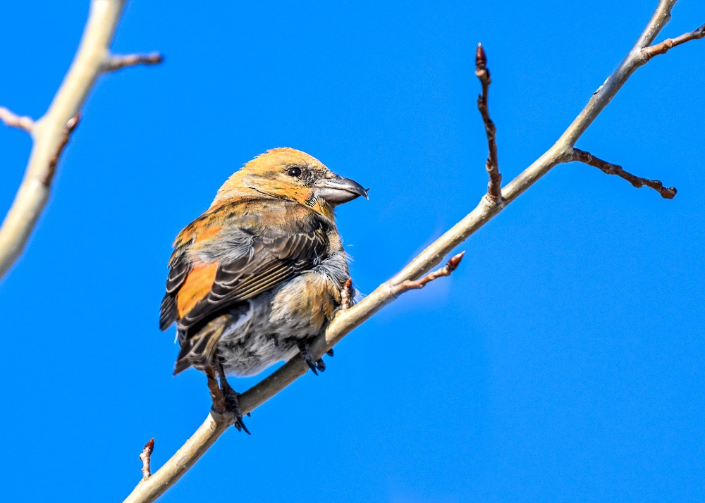 Red Crossbill - ML614790107