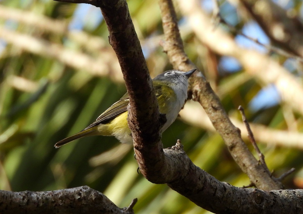 Blue-headed Vireo - Sharon Wilcox