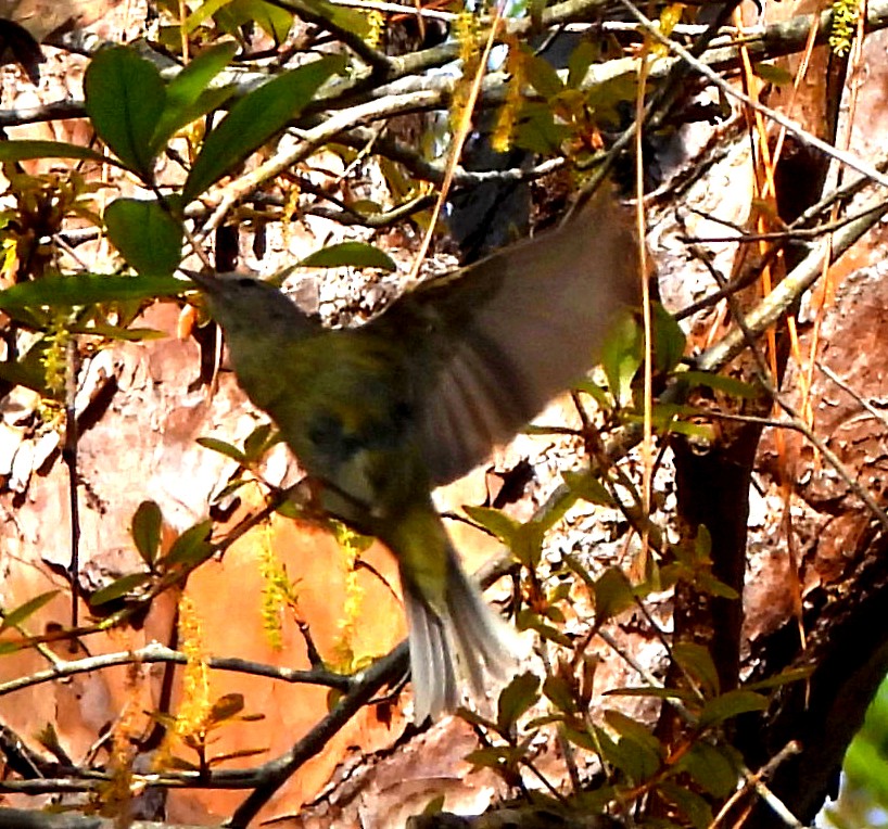 Orange-crowned Warbler - ML614790284