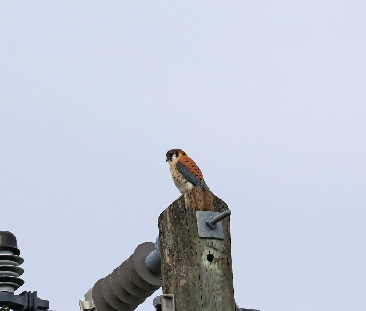 American Kestrel - ML614790333