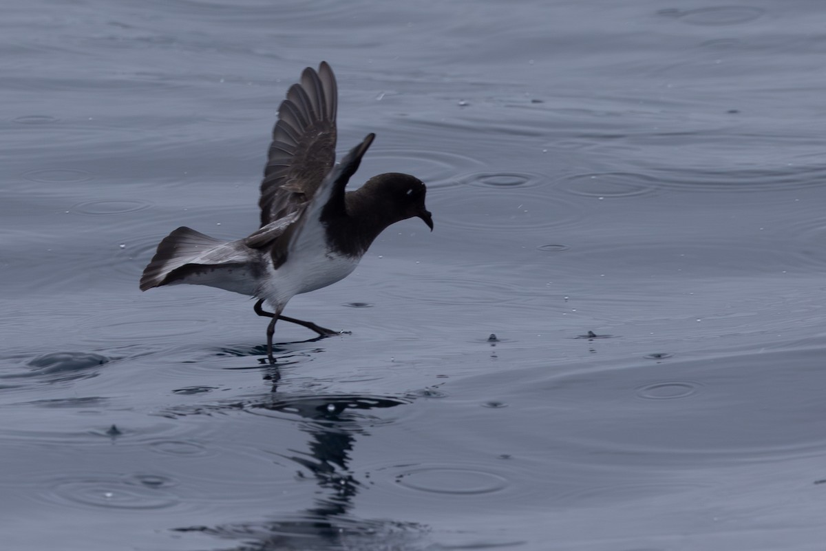 Gray-backed Storm-Petrel - ML614790350