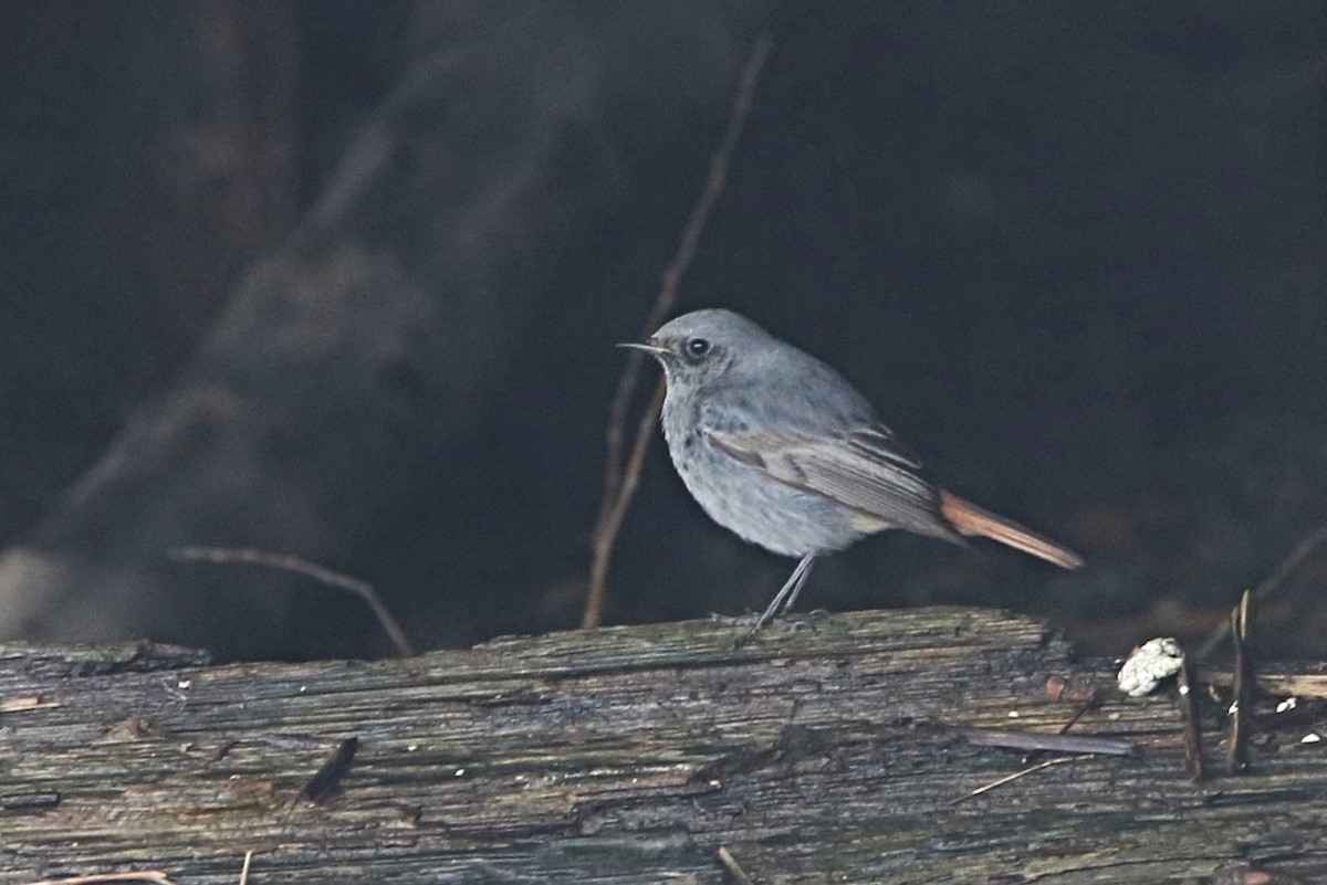 Black Redstart - ML614790480