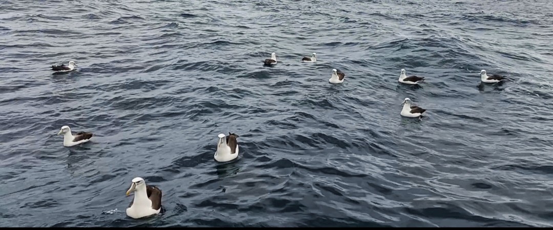 White-capped Albatross - John O'Shea