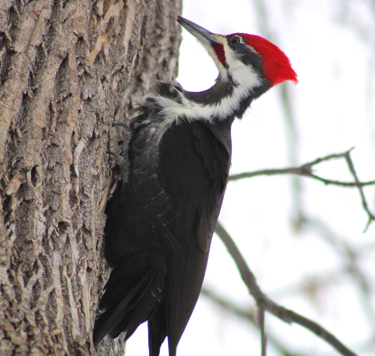 Pileated Woodpecker - liz cieszynski