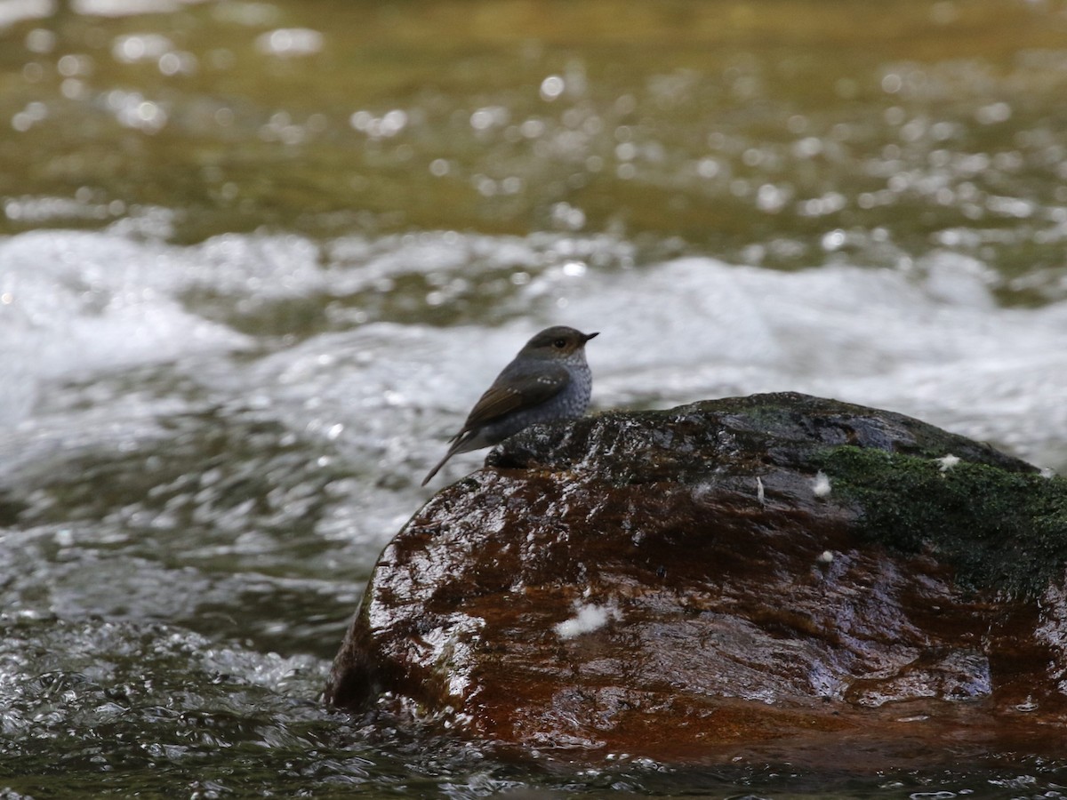 Plumbeous Redstart - Menachem Goldstein