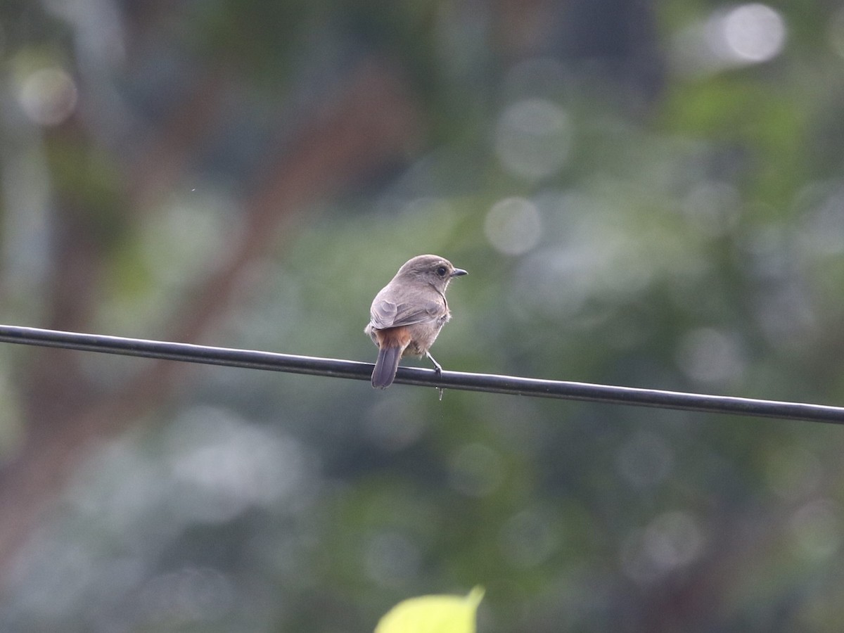 Amur Stonechat - ML614790627