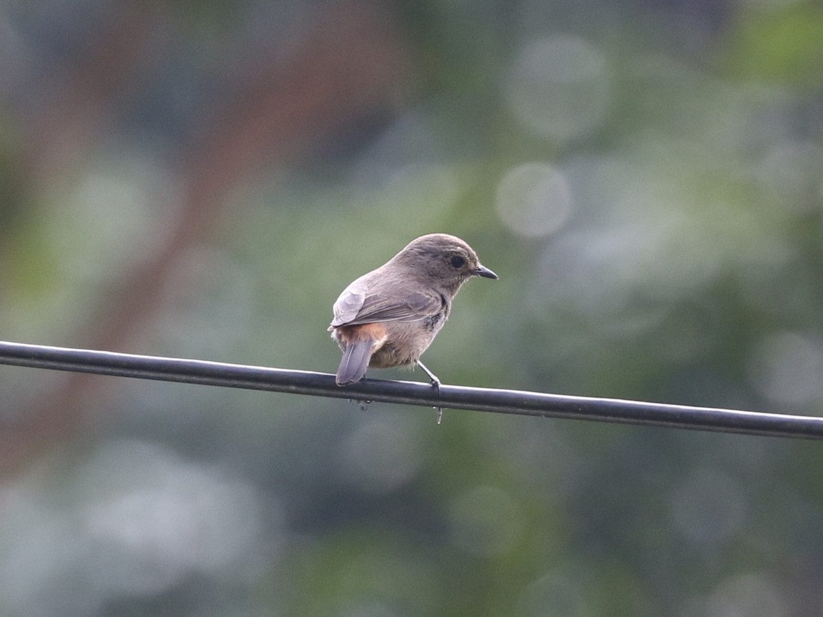 Amur Stonechat - ML614790628