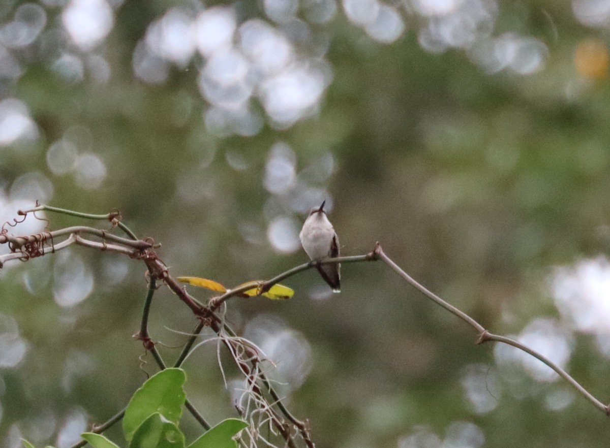 ub. kolibri (Trochilidae sp.) - ML614790648
