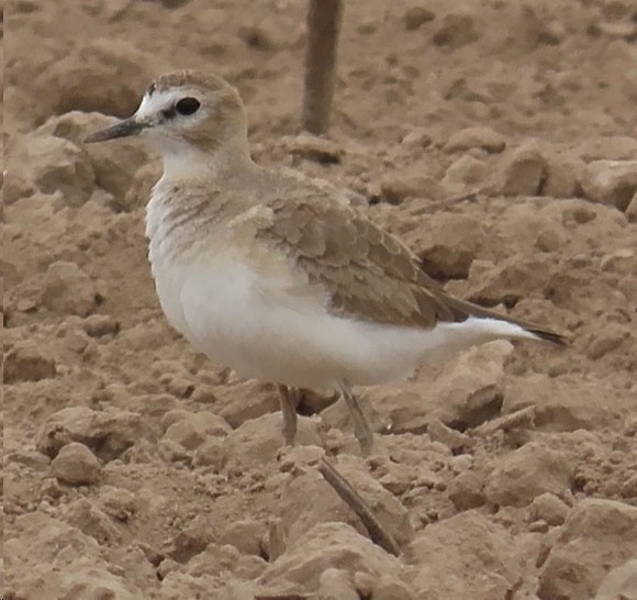 Mountain Plover - ML614790677