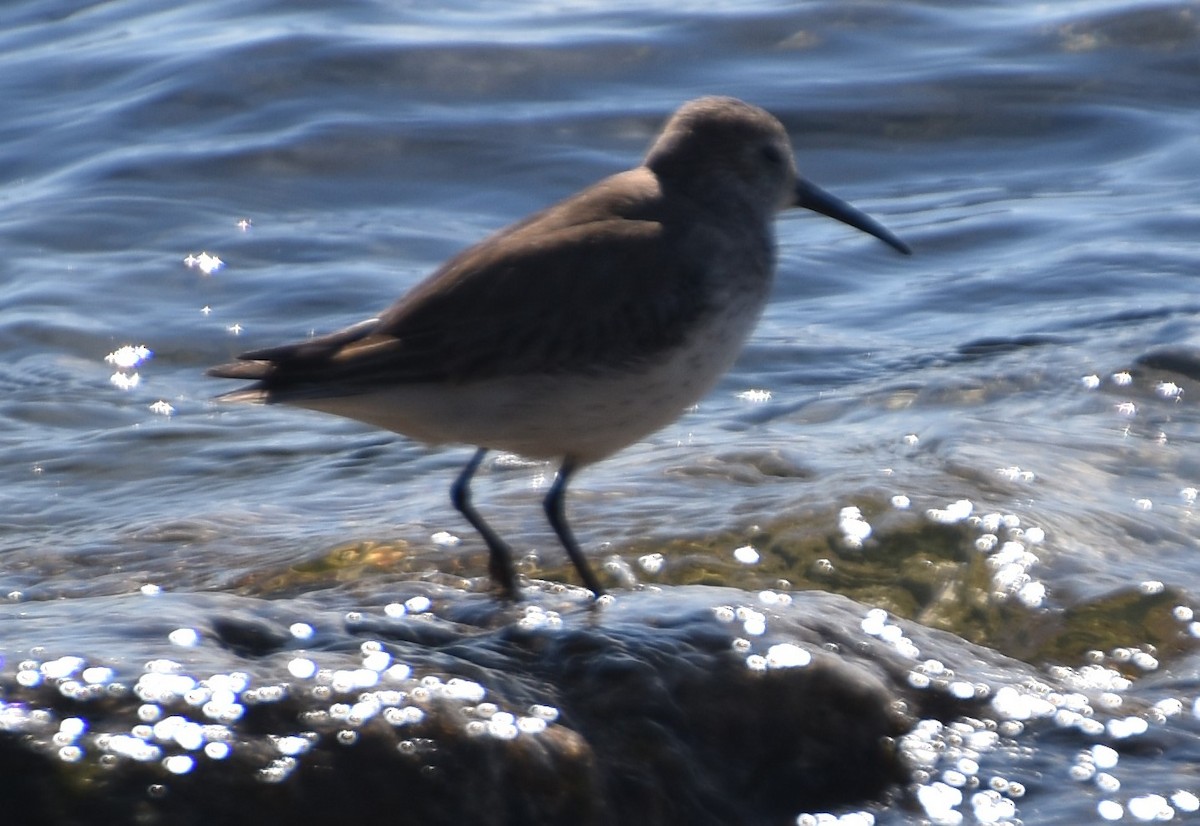 Dunlin - Arthur Goldsmith