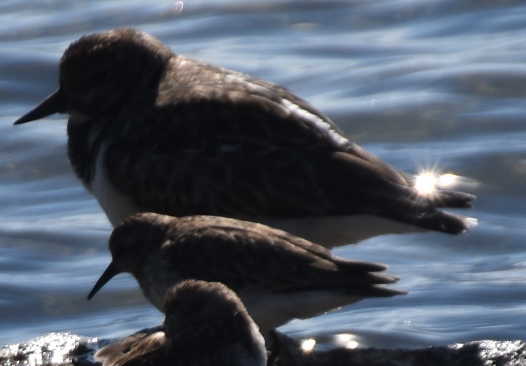 Ruddy Turnstone - Arthur Goldsmith