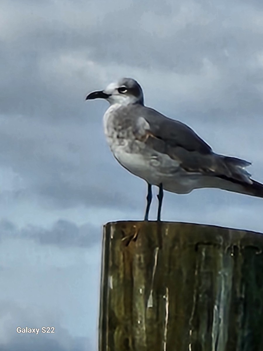 Gaviota Guanaguanare - ML614790918