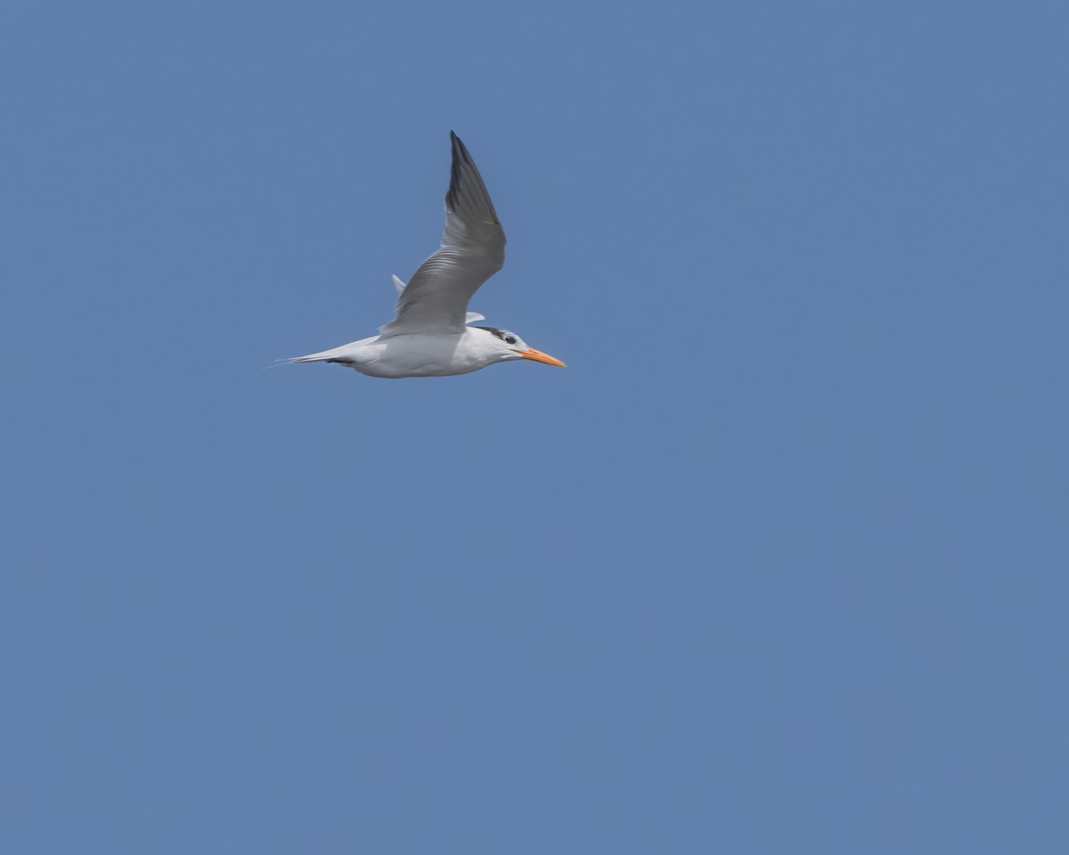 Royal Tern - ML614790933