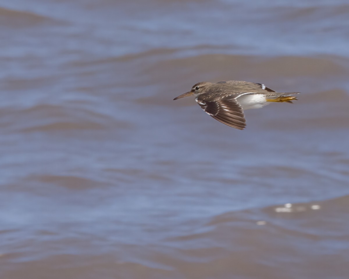 Spotted Sandpiper - ML614790938