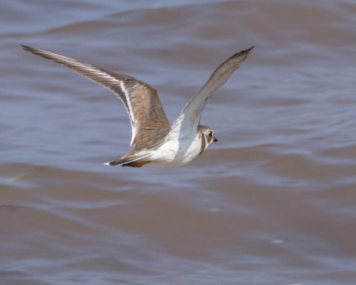 Semipalmated Plover - ML614790945