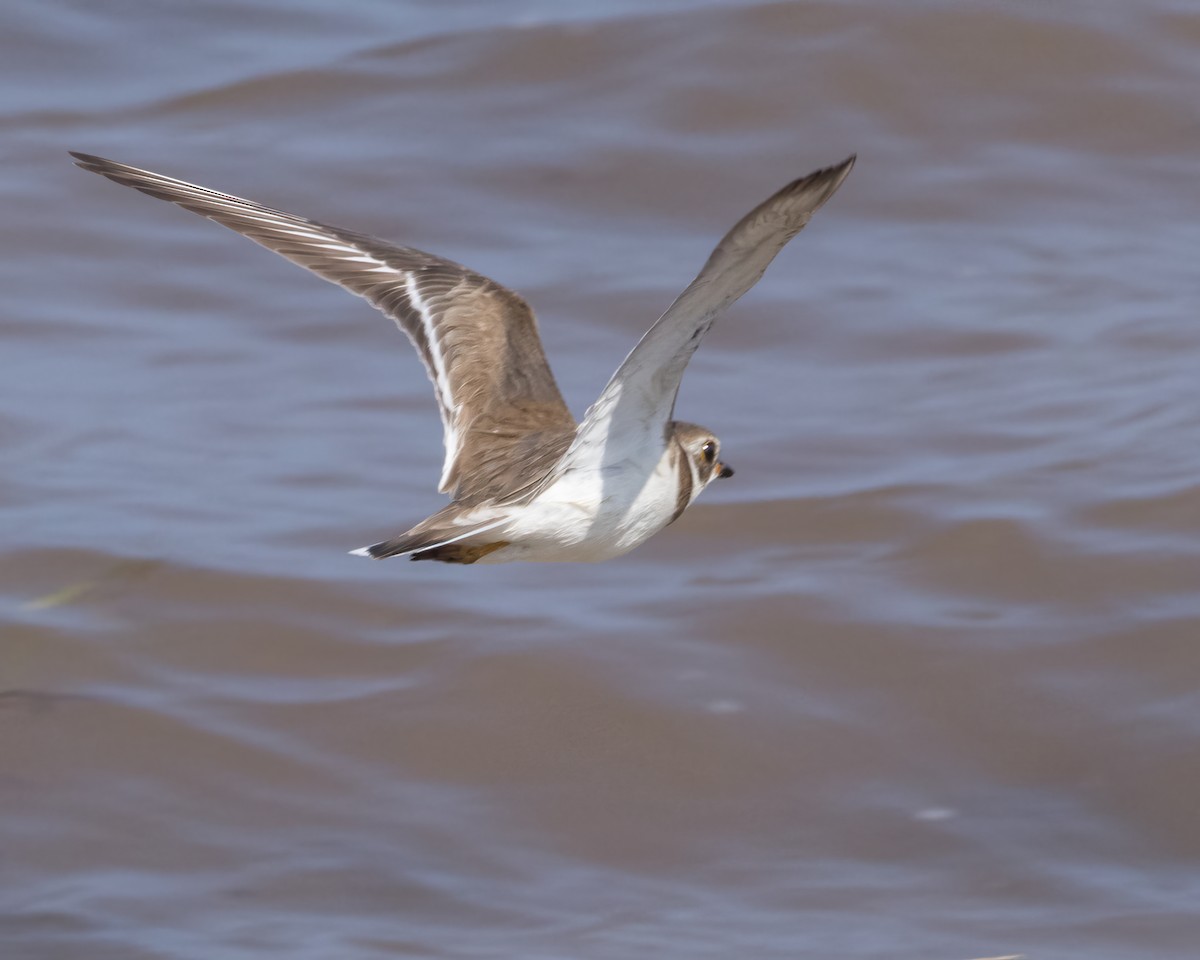 Semipalmated Plover - Karl Wirth