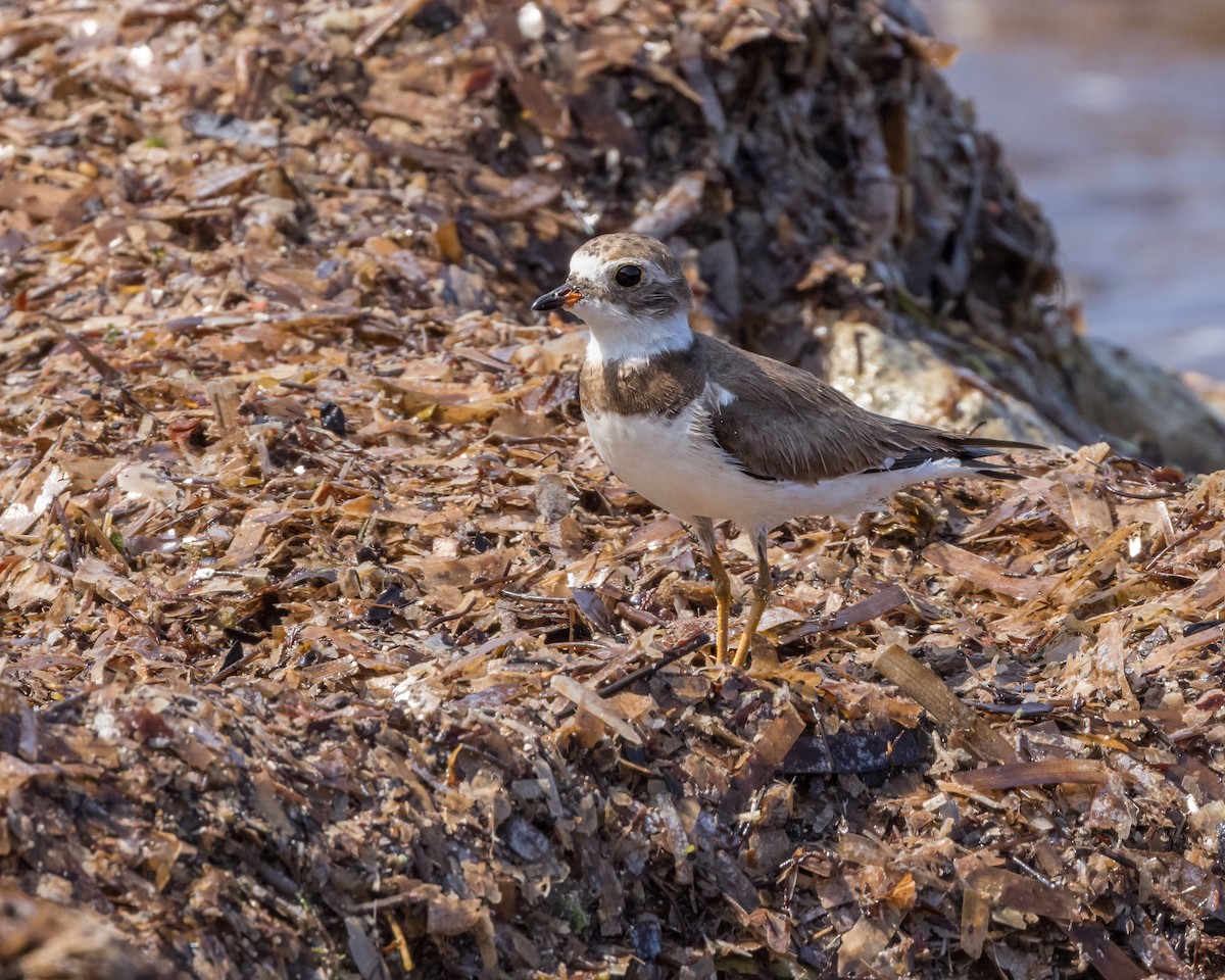 Semipalmated Plover - ML614790946