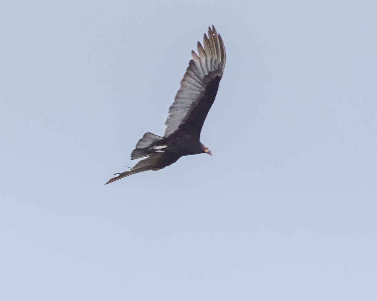 Lesser Yellow-headed Vulture - ML614790952