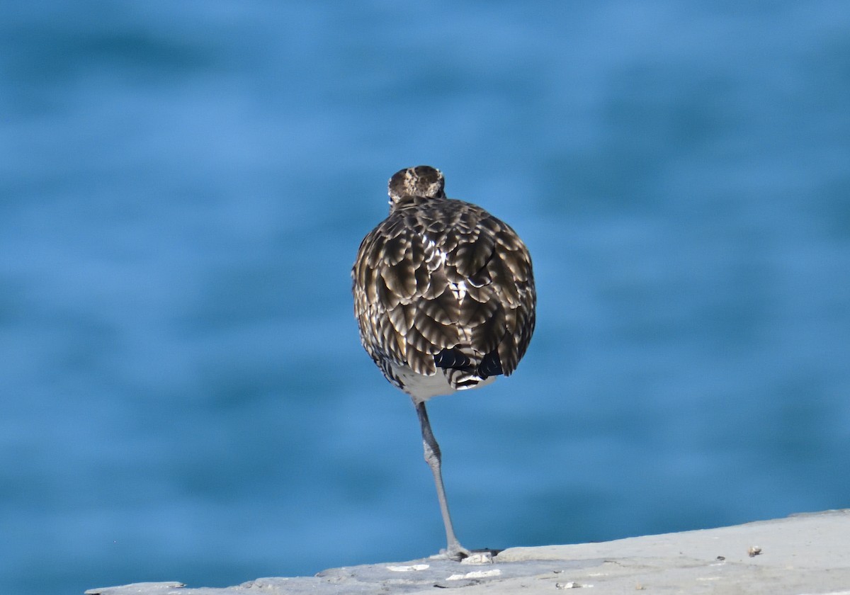 Regenbrachvogel - ML614790998