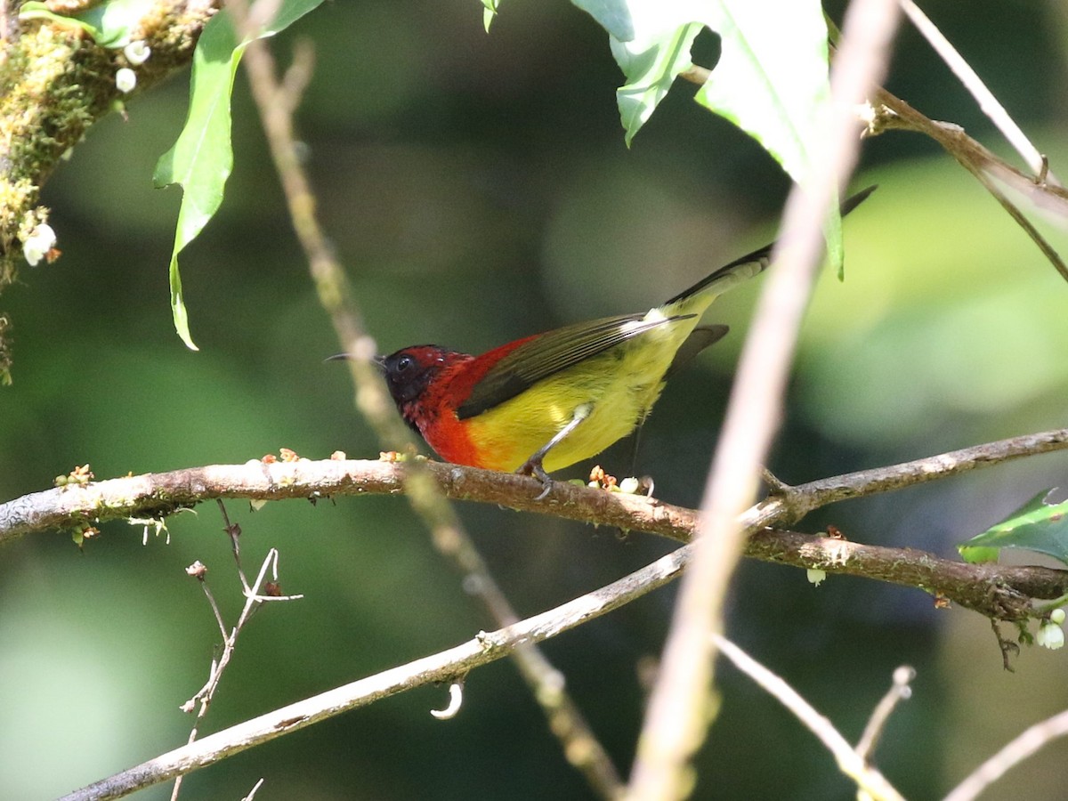 Mrs. Gould's Sunbird (Scarlet-breasted) - ML614791011