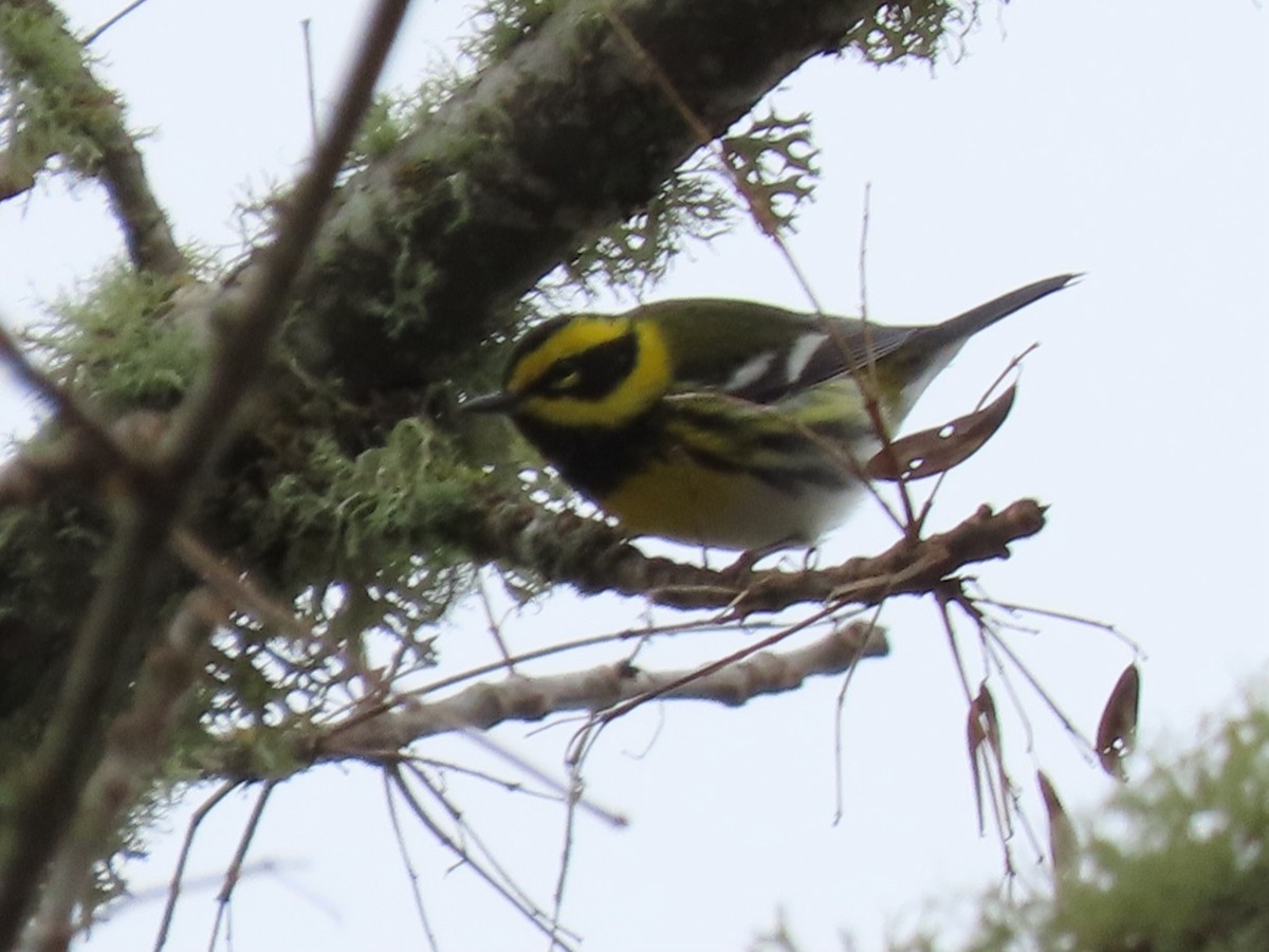 Townsend's Warbler - ML614791017