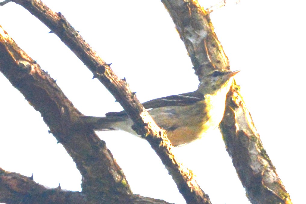 Blackpoll Warbler - ML614791057