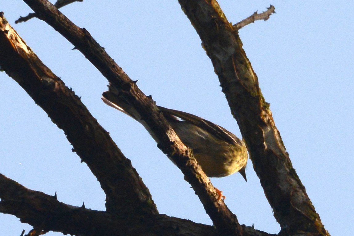Blackpoll Warbler - ML614791059