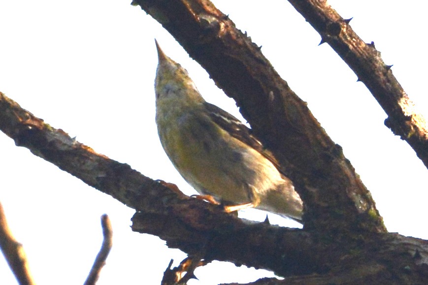 Blackpoll Warbler - ML614791060