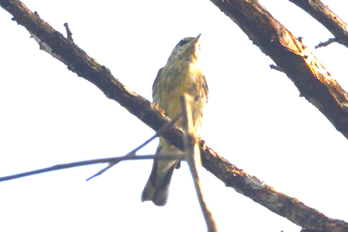 Blackpoll Warbler - Mark Hulme