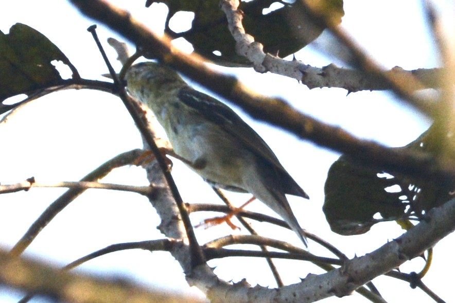 Blackpoll Warbler - ML614791062