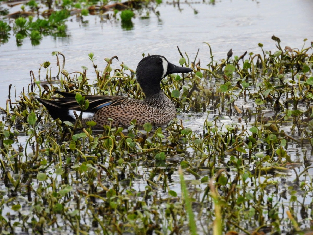 Blue-winged Teal - patricia kuzma sell