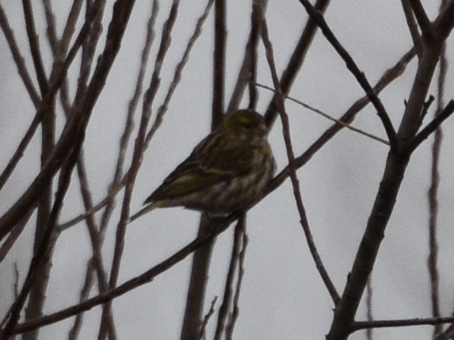 European Serin - ML614791074