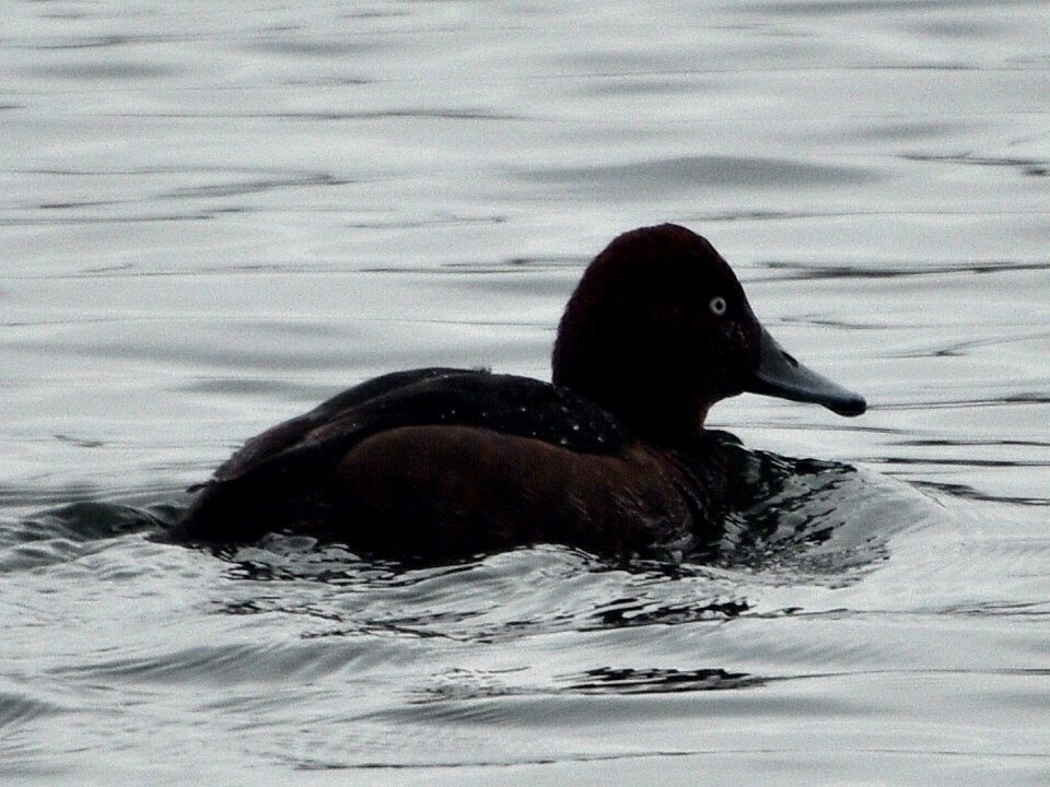 Ferruginous Duck - ML614791156