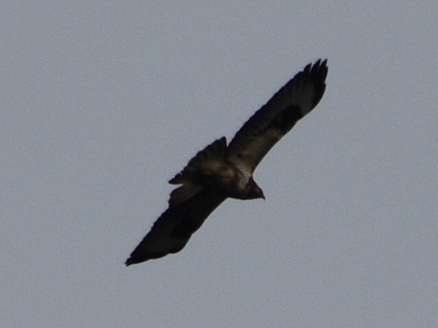 Common Buzzard - ML614791196