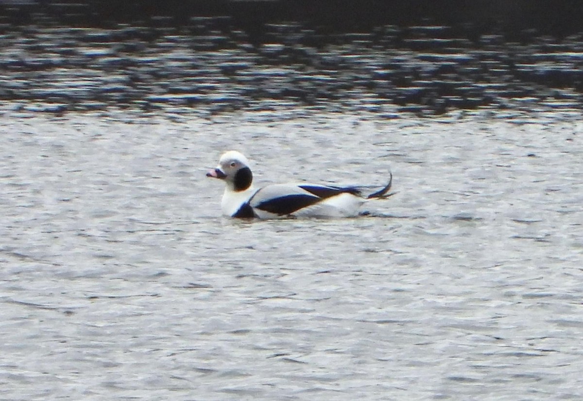 Long-tailed Duck - ML614791253