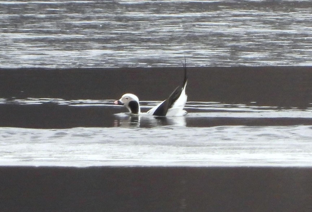 Long-tailed Duck - ML614791254