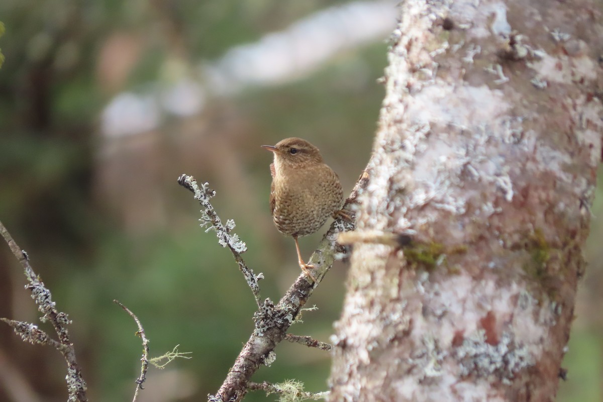 Winter Wren - stuart varney