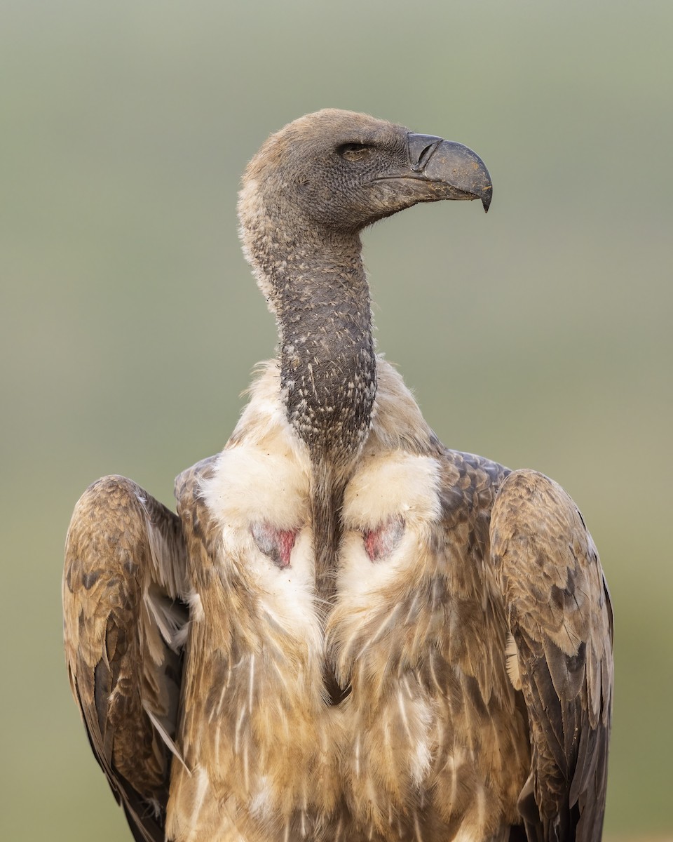 Buitre Dorsiblanco Africano - ML614791368
