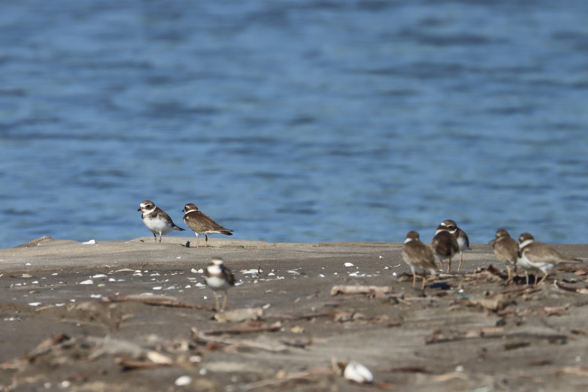 Semipalmated Plover - ML614791433