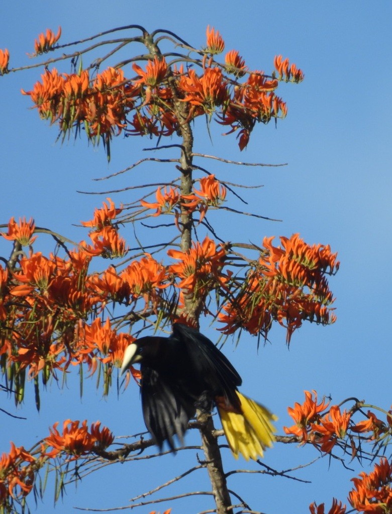 Chestnut-headed Oropendola - ML614791518