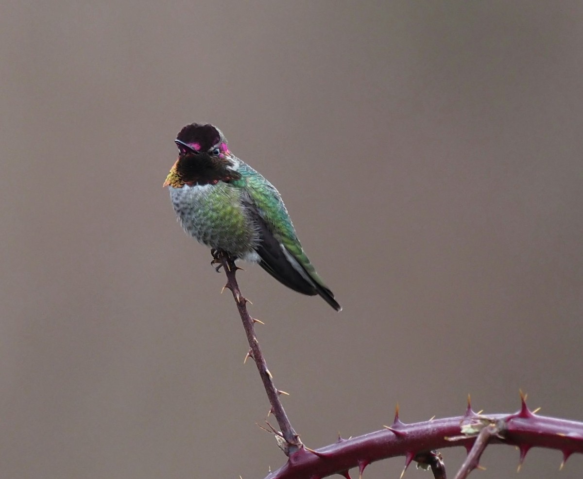 Anna's Hummingbird - royann petrell