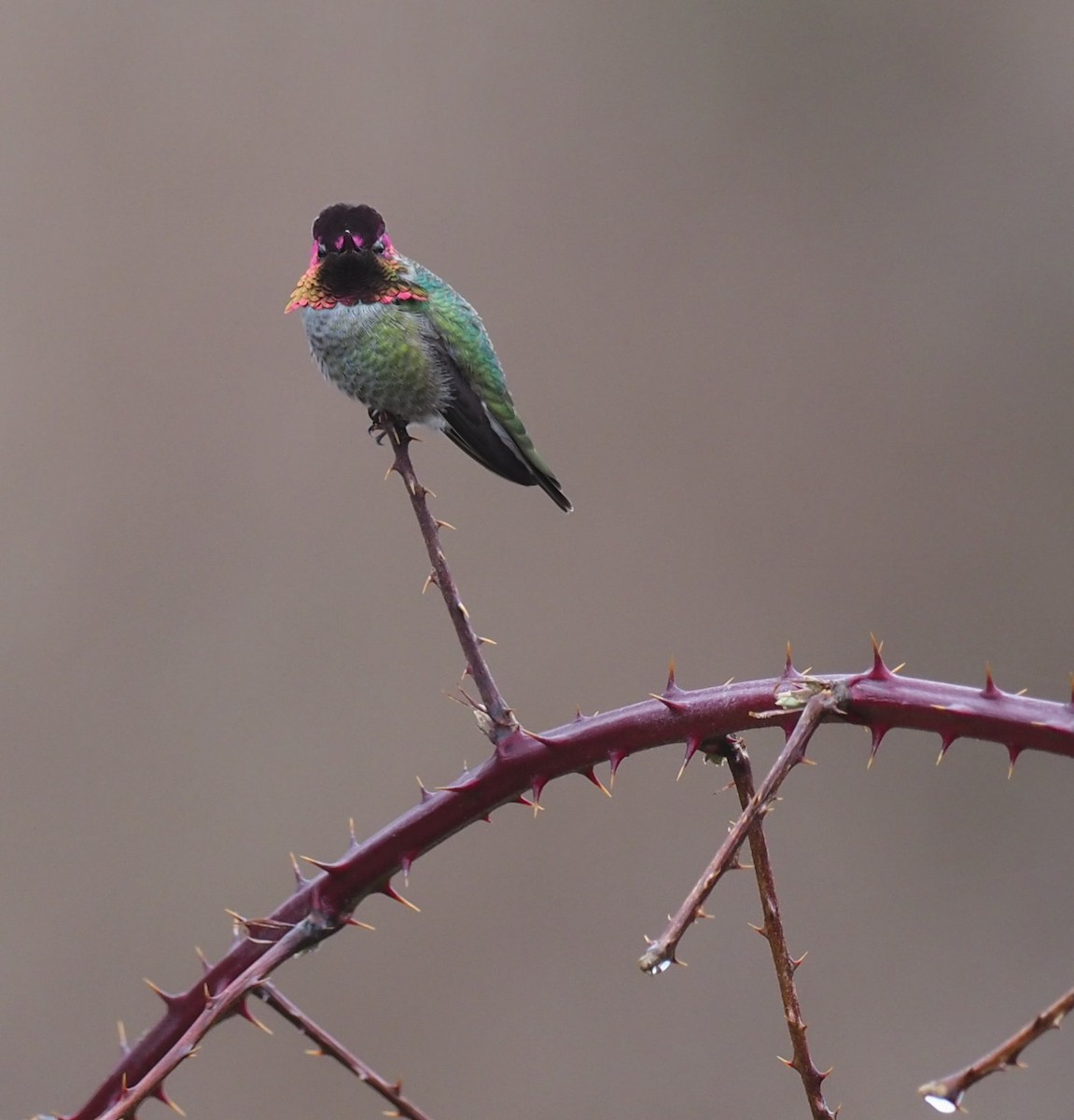 Anna's Hummingbird - ML614791529